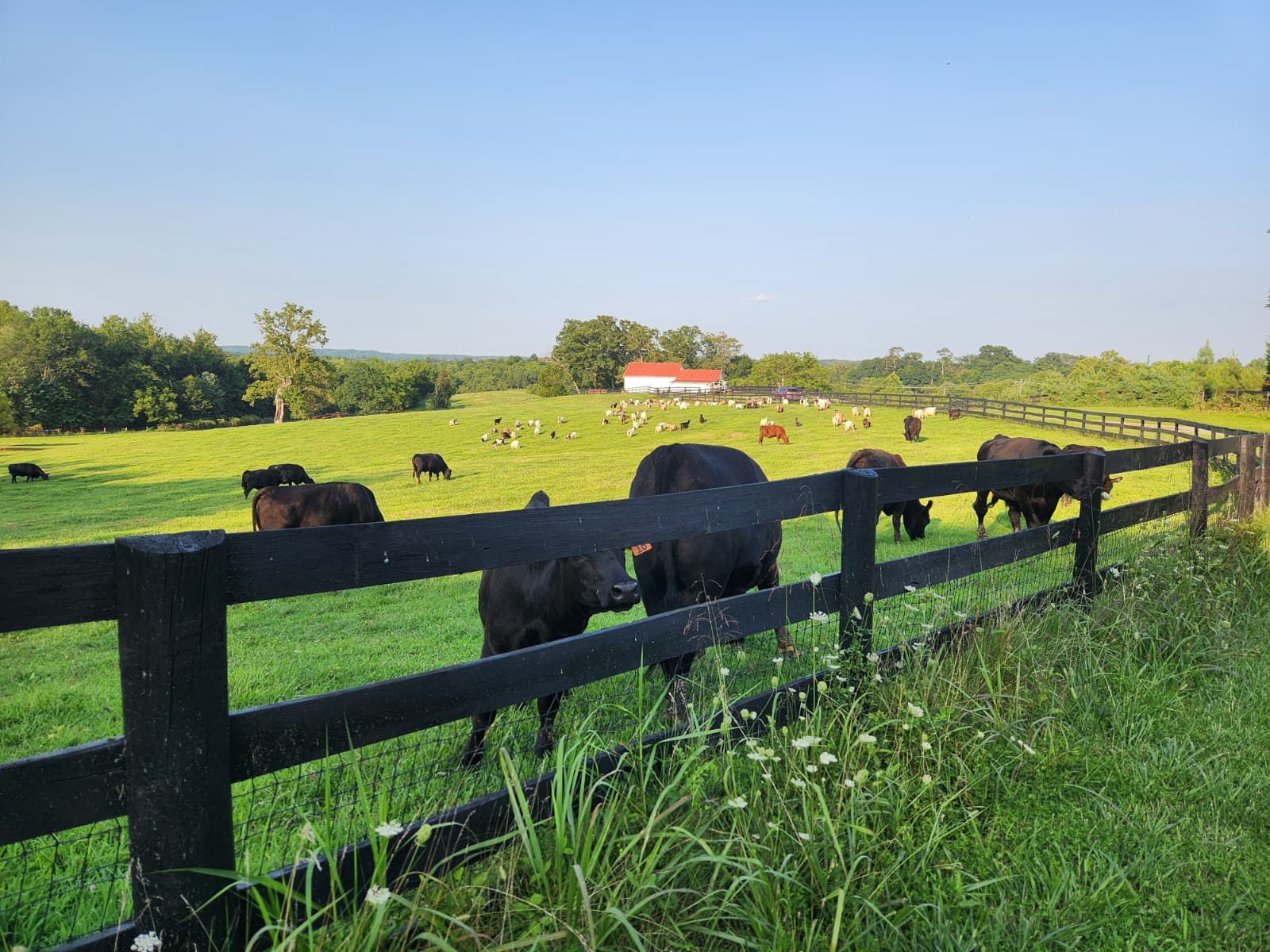 Cattle grazing along the fence line at East Lynn Farm