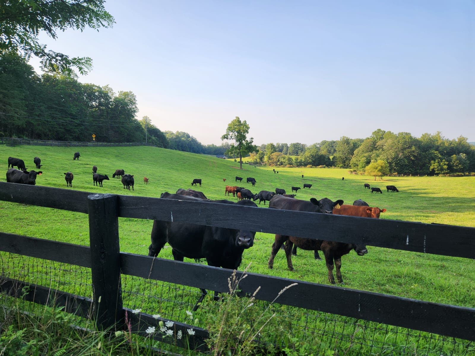 The herd across the pasture at East Lynn Farm, evening light