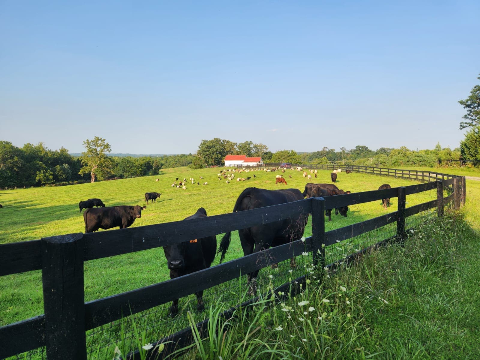 Cattle and the farm's barn across the pasture at East Lynn Farm